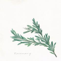 Rosemary II | Obraz na stenu