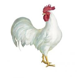 Noble Rooster I on White | Obraz na stenu