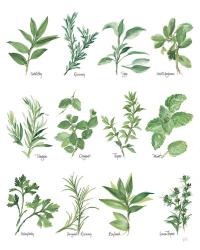 Herb Chart | Obraz na stenu