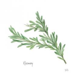 Rosemary | Obraz na stenu