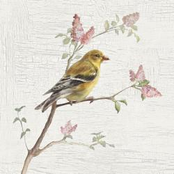 Female Goldfinch Vintage | Obraz na stenu