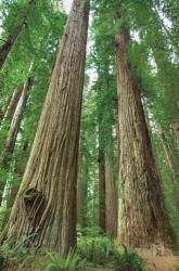 Redwoods Forest I | Obraz na stenu