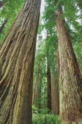 Redwoods Forest II | Obraz na stenu
