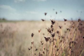 Falling Queen Annes Lace I Crop | Obraz na stenu