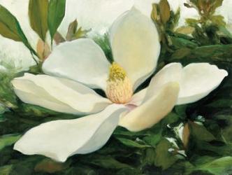 Majestic Magnolia | Obraz na stenu