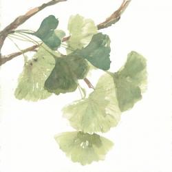 Gingko Leaves I on White | Obraz na stenu