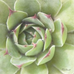 Garden Succulents II Color | Obraz na stenu