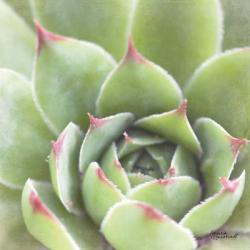 Garden Succulents III Color | Obraz na stenu