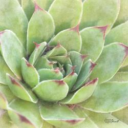 Garden Succulents IV Color | Obraz na stenu