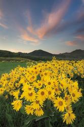 Methow Valley Wildflowers I | Obraz na stenu