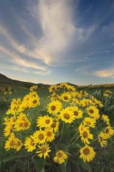 Methow Valley Wildflowers II | Obraz na stenu