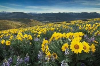 Methow Valley Wildflowers IV | Obraz na stenu