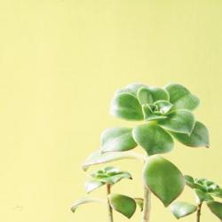 Succulent Simplicity X | Obraz na stenu