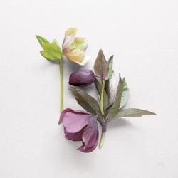 Hellebore Study VII | Obraz na stenu