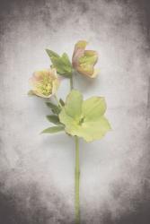 Vintage Hellebore Study I | Obraz na stenu