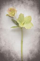 Vintage Hellebore Study II | Obraz na stenu