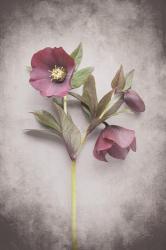 Vintage Hellebore Study V | Obraz na stenu