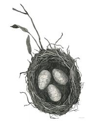 Springtime Nest III | Obraz na stenu