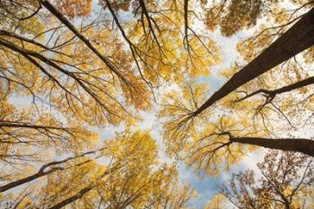 Looking Up I | Obraz na stenu