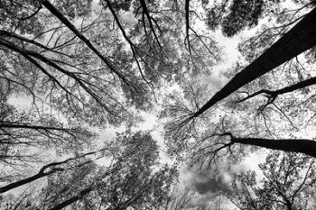 Looking Up I BW | Obraz na stenu