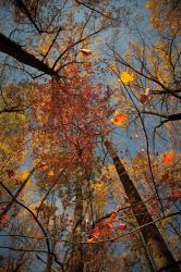 Looking Up II | Obraz na stenu