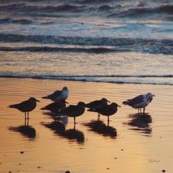 Kalaloch Birds I | Obraz na stenu