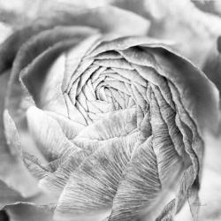 Ranunculus Abstract II BW Light | Obraz na stenu