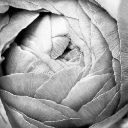 Ranunculus Abstract III BW Light | Obraz na stenu