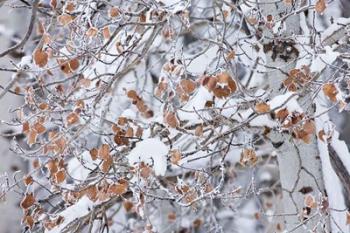 Grove of Aspen Trees | Obraz na stenu