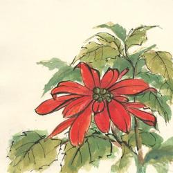 Poinsettia I | Obraz na stenu