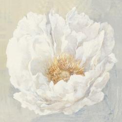 Serene Peony | Obraz na stenu