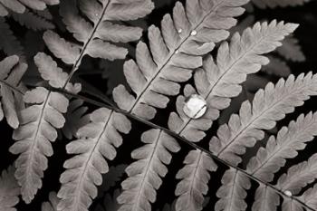 Oak Fern | Obraz na stenu