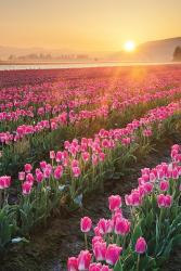 Skagit Valley Tulips II | Obraz na stenu