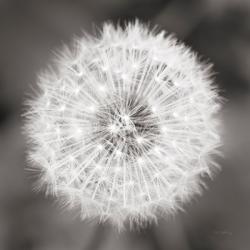 Dandelion Seedhead | Obraz na stenu