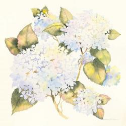 Hydrangeas | Obraz na stenu