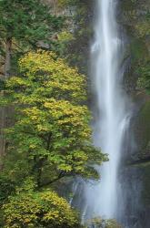 Multnomah Falls color | Obraz na stenu