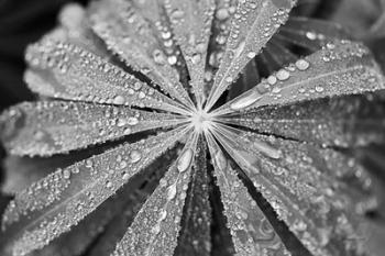 Raindrops on Lupine | Obraz na stenu