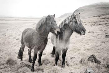 Bjarni and Imir I BW | Obraz na stenu