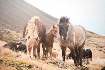 Horses of Hofn I | Obraz na stenu