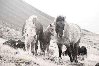 Horses of Hofn I BW | Obraz na stenu