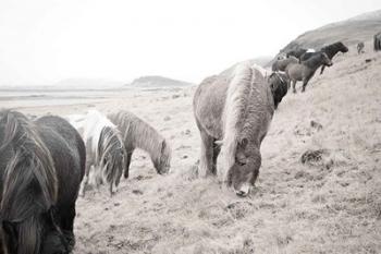 Horses of Hofn II BW | Obraz na stenu