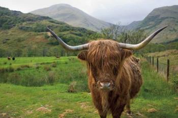 Scottish Highland Cattle III | Obraz na stenu