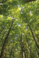 Hardwood Forest Canopy II | Obraz na stenu