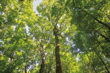 Hardwood Forest Canopy III | Obraz na stenu