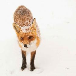 Red Fox I | Obraz na stenu