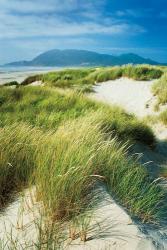 Oregon Dunes Grass | Obraz na stenu