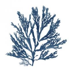 Pacific Sea Mosses Blue on White I | Obraz na stenu