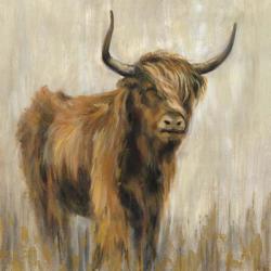 Highland Mountain Cow | Obraz na stenu