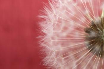 Dandelion on Red III | Obraz na stenu