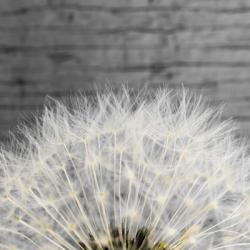 Delicate Dandelion | Obraz na stenu